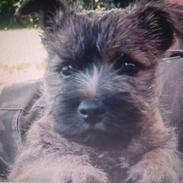 Her er mine vovser hehe 