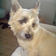 Her er mine vovser hehe 