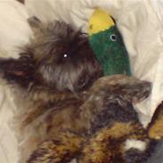 Her er mine vovser hehe 