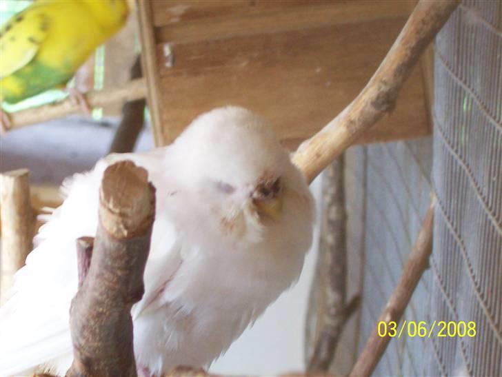 Fugle  - Har lige slåsset med anden hun om redekasse, ser slemmere ud end det er heldigvis billede 56