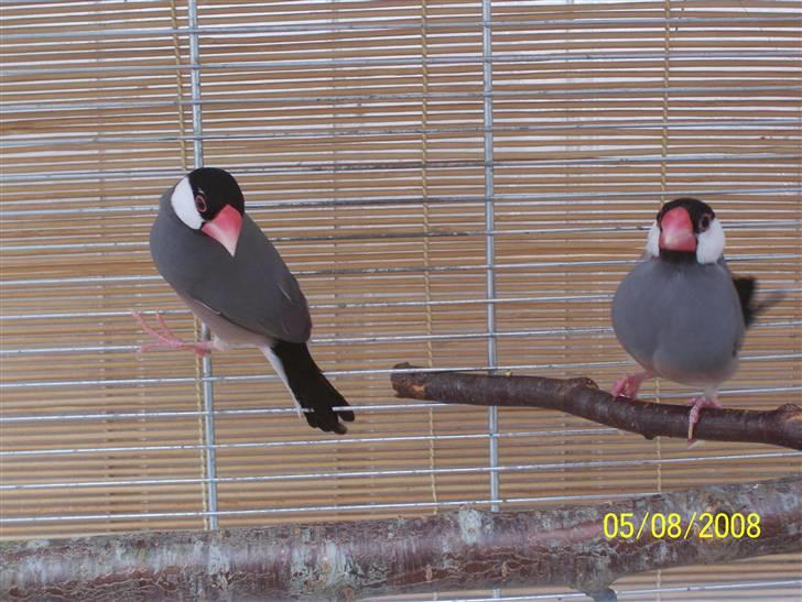 Fugle  - Risfugle billede 62