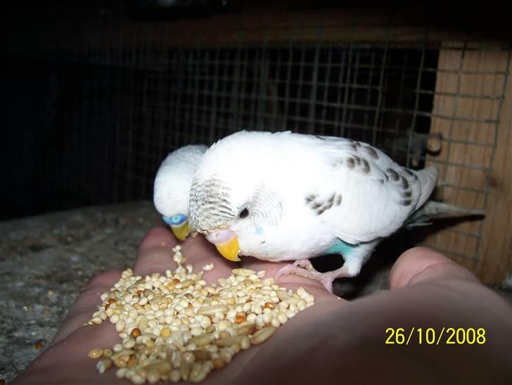 Fugle  - Film stjernerne fra video klippene (Alm. undulat unger) billede 17