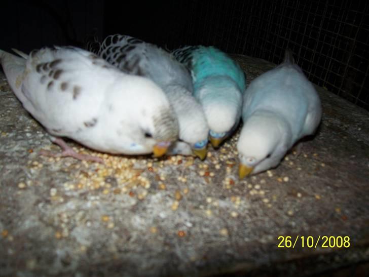 Fugle  - Ungerne fra video klippet
 billede 16