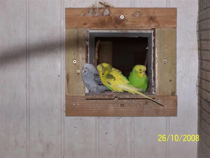 Fugle  - Alm. Undulater billede 18