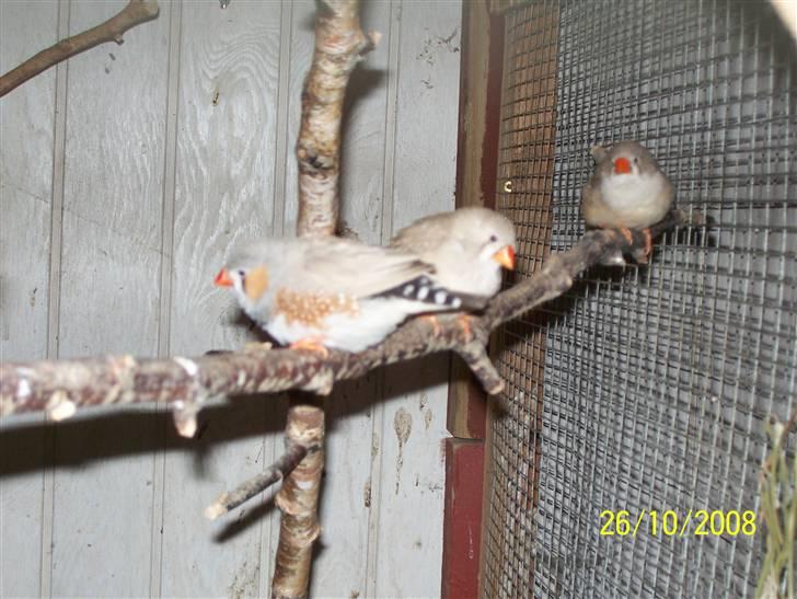 Fugle  - Zebrafinker, 2 hunner, 1 han billede 19