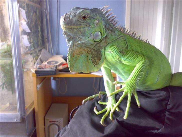 {{currentPhoto.altText}} billede {{currentPhoto.number}}