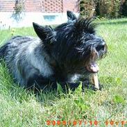 Min dejlige hest & hund