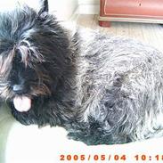 Min dejlige hest & hund