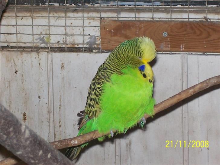 Fugle  - Neon grøn Engelsk undulat billede 12