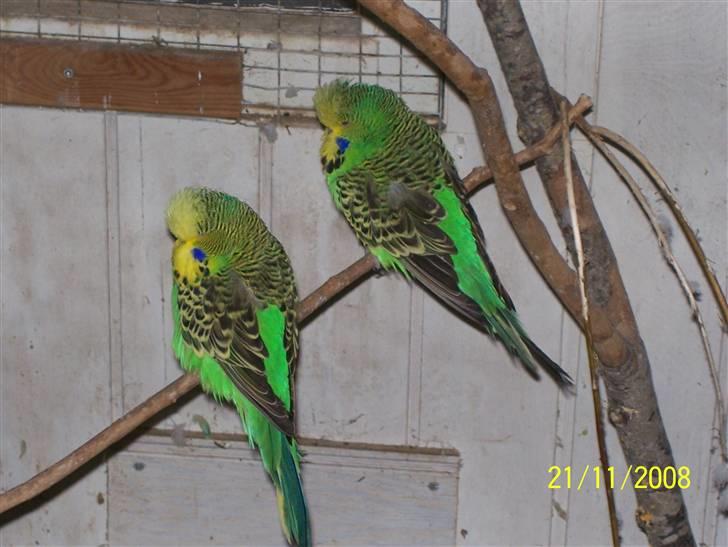 Fugle  - Neongrønne Englændere billede 14