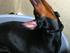 Min dejlige dobermann hvalp