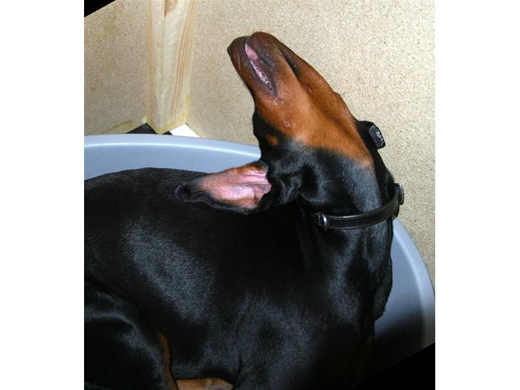 {{currentPhoto.altText}} billede {{currentPhoto.number}}