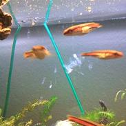 Slangehoved fisk Snakehead Channa Micropeltes