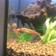 Slangehoved fisk Snakehead Channa Micropeltes