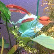 Slangehoved fisk Snakehead Channa Micropeltes