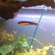 Slangehoved fisk Snakehead Channa Micropeltes