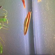 Slangehoved fisk Snakehead Channa Micropeltes