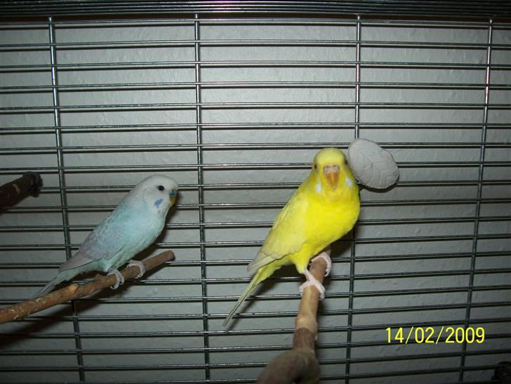 Fugle  - Lutino og himmelblå lysvinget. billede 11