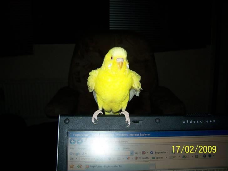 Fugle  - Lutimo Hun undulat billede 9