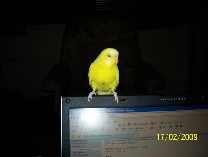 Fugle  - Hun undulat. billede 10