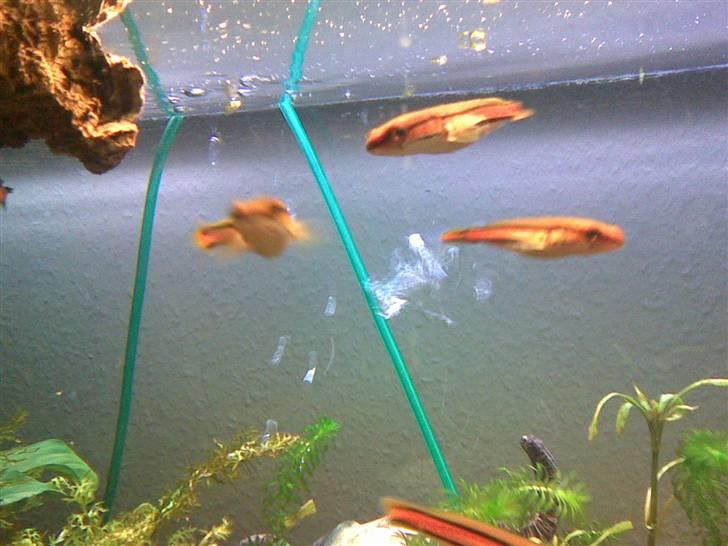 Slangehoved fisk Snakehead Channa Micropeltes billede 1