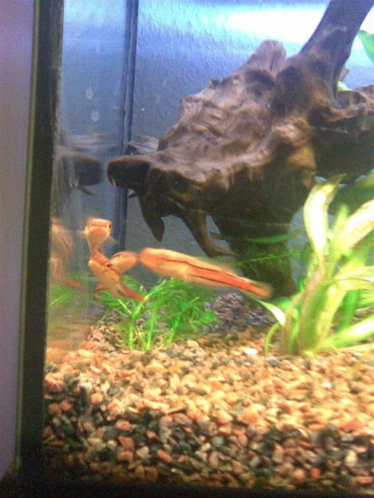 Slangehoved fisk Snakehead Channa Micropeltes billede 2