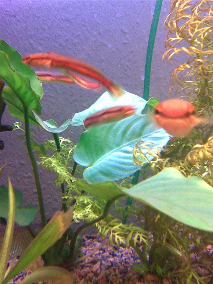 Slangehoved fisk Snakehead Channa Micropeltes billede 3