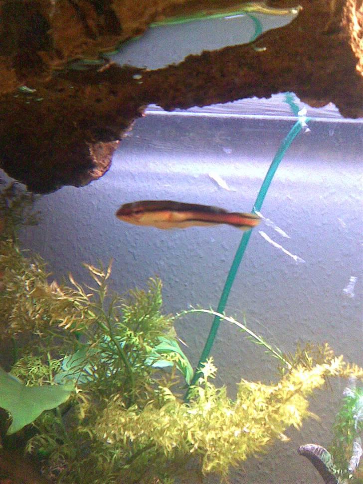 Slangehoved fisk Snakehead Channa Micropeltes billede 4