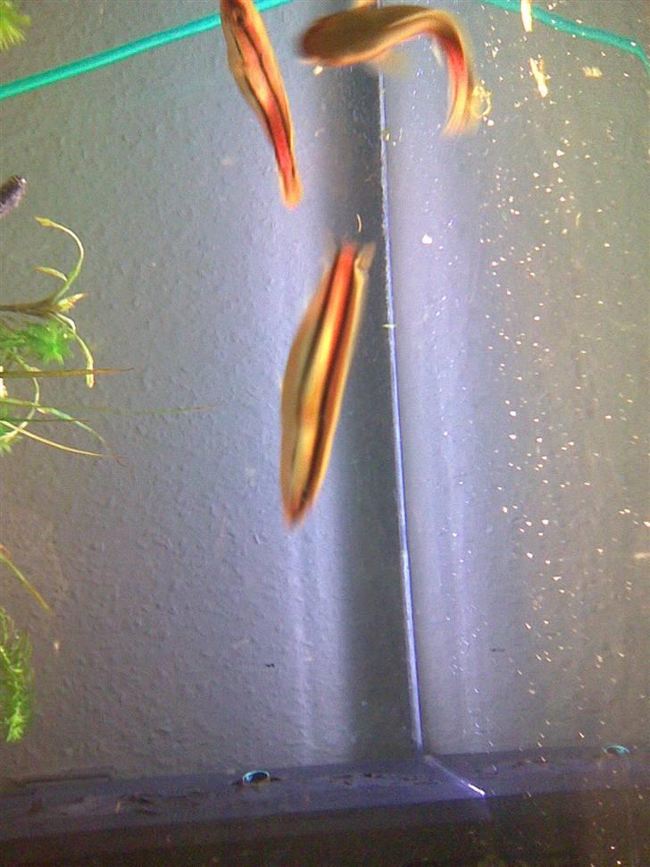 Slangehoved fisk Snakehead Channa Micropeltes billede 5