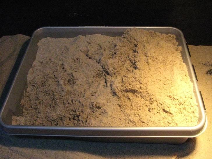 Skægagame æg igen - Kasse med fugtig sand billede 2