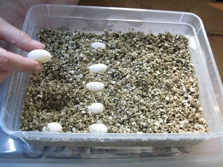 Skægagame æg igen - Her flyttes æggene billede 3