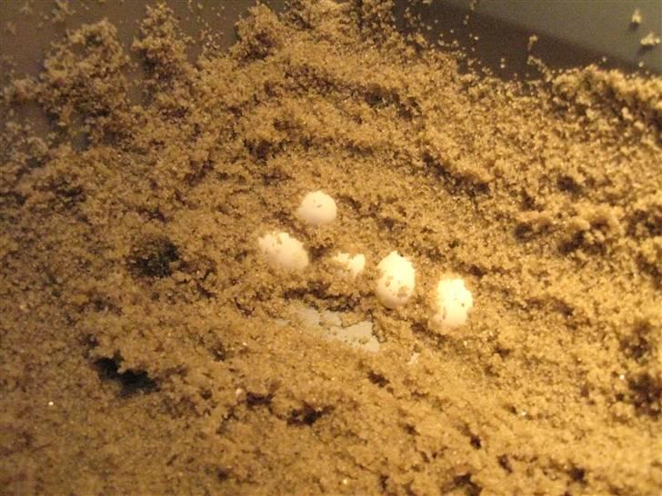 Skægagame æg igen - Her ligger æggene i det fugtige sand i kassen. Dejlig nemt.. billede 4