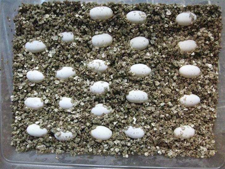 Skægagame æg igen - 24 Styk blev det til. billede 1