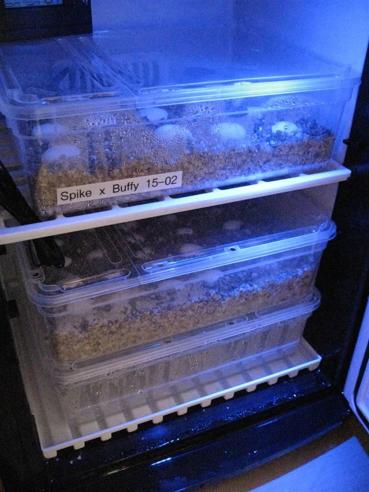 Skægagame æg igen - Det er den nederste kasse, der er de nye æg i.. billede 5