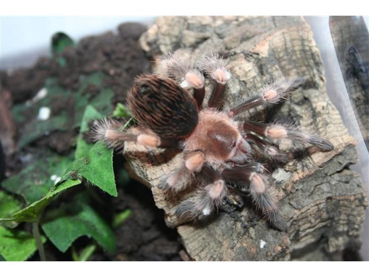 {{currentPhoto.altText}} billede {{currentPhoto.number}}