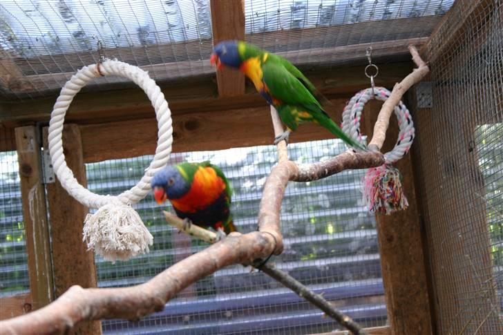 Fugle  - Bjerg lorier. billede 5