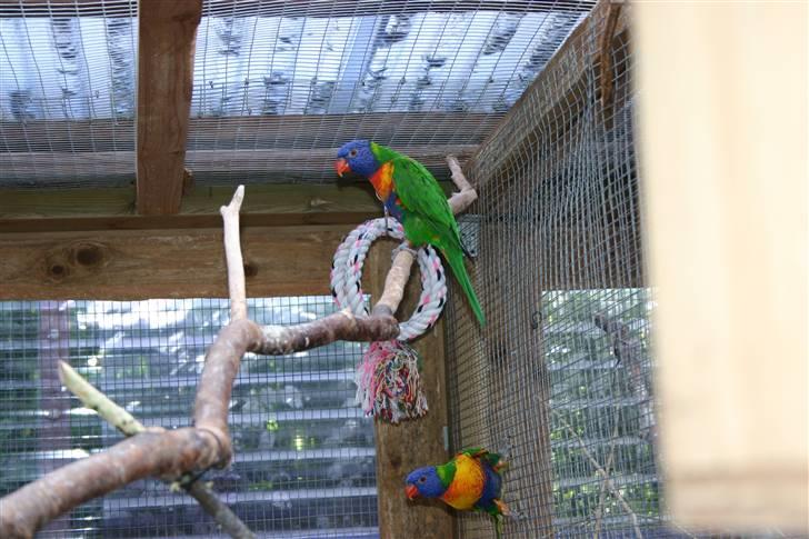 Fugle  - Bjerg lorier billede 2