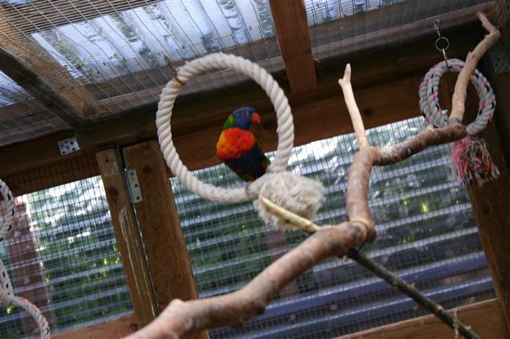 Fugle  - Bjerg lorier - altid sjovt med en gyngetur. billede 3