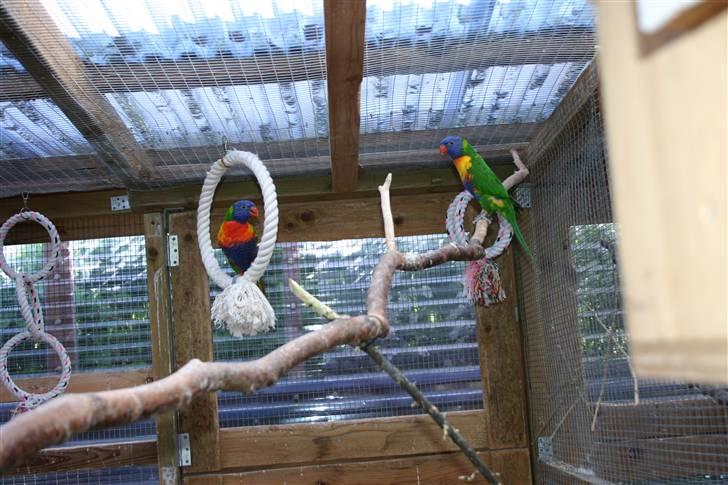 Fugle  - Bjerg lorier billede 4