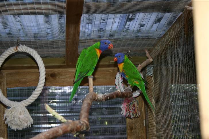 Fugle  - Bjerg lorier. billede 1