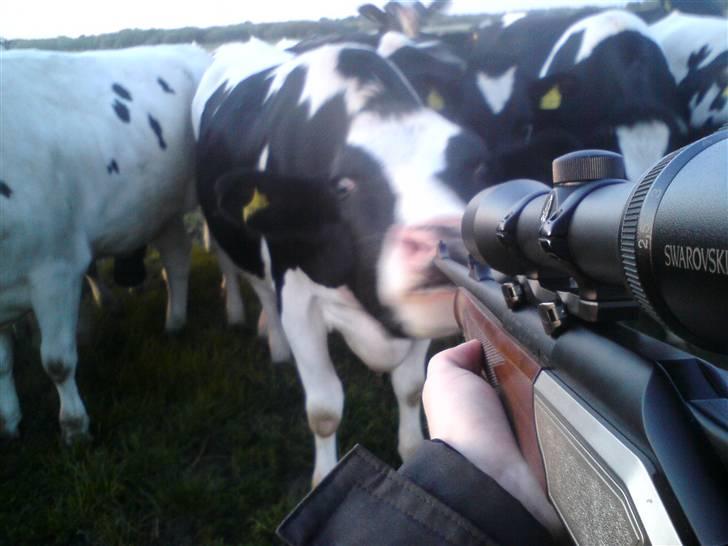 Ska du glo? Din fede ko! - Blinkende lygter ;) billede 1