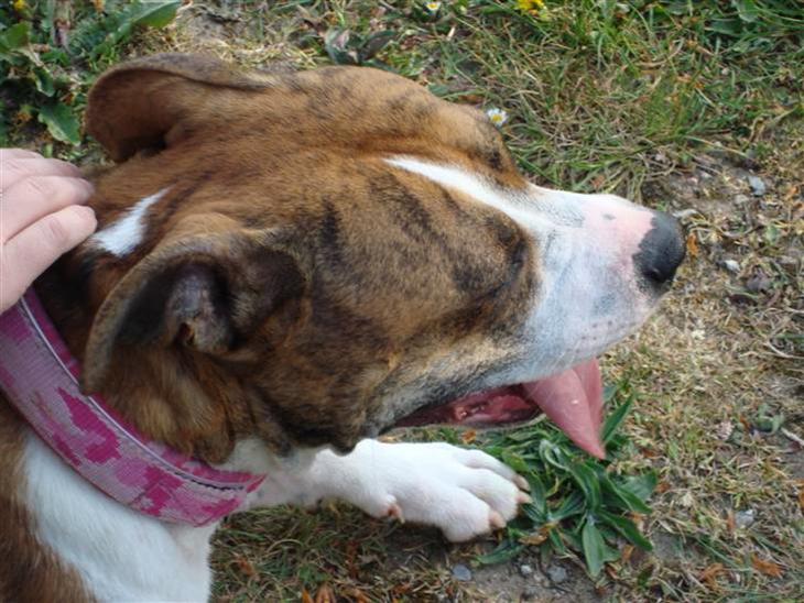 {{currentPhoto.altText}} billede {{currentPhoto.number}}