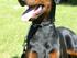 Vega Dobermann