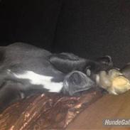 Pepsi - min skønne hund.