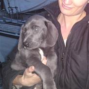 Pepsi - min skønne hund.