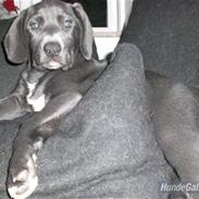 Pepsi - min skønne hund.