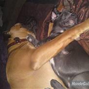 Pepsi - min skønne hund.