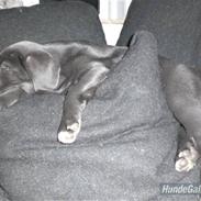 Pepsi - min skønne hund.