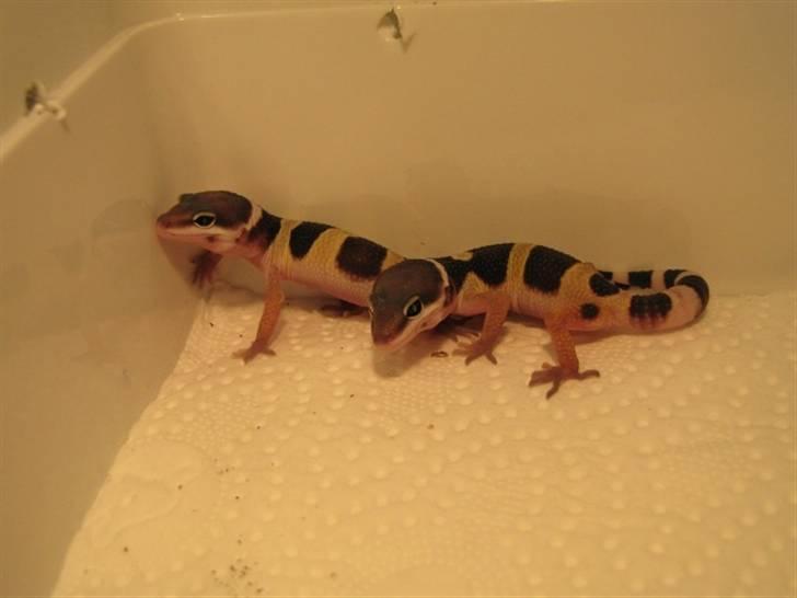 Leopardgekko unger - A æg klækket den 14-15/6

A2 til venstre, A1 til højer
 billede 1