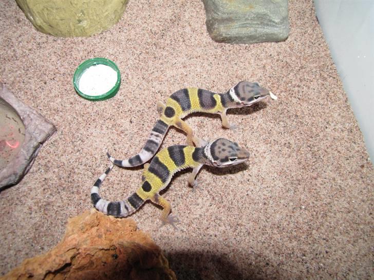 Leopardgekko unger - A æg. 3 uger gamle + et par dage.

Gekko A1 foroven, og gekko A2 forneden. billede 2